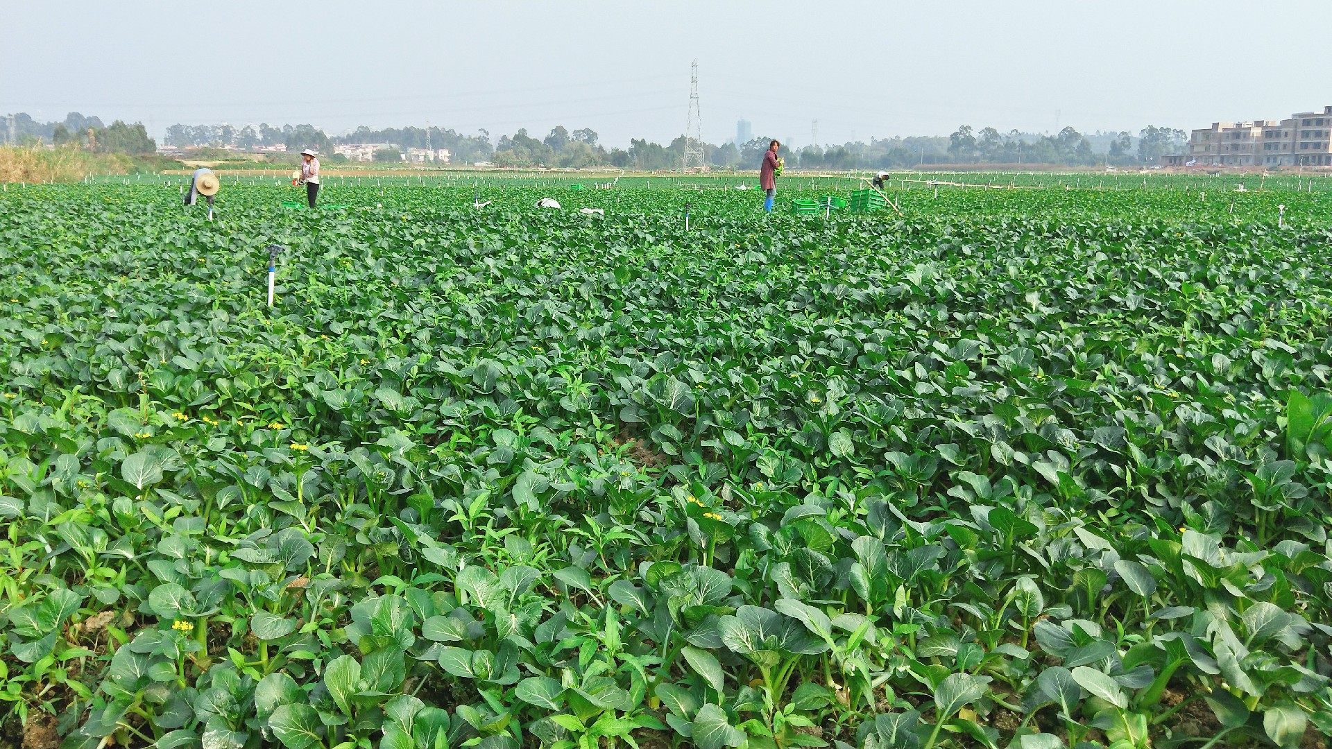 1595468116286708.jpg 微信圖片_20191227110920.jpg